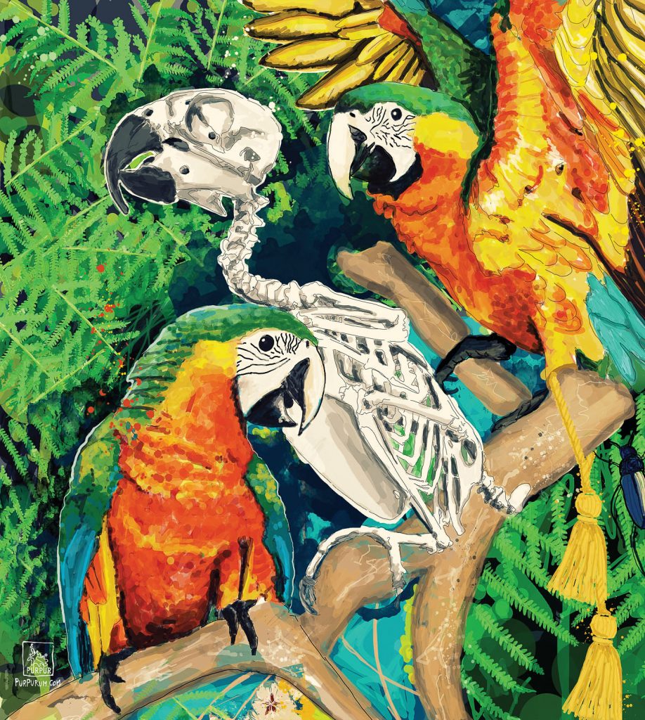 Parrots